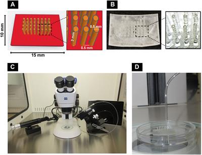 Engineering three-dimensional bone macro-tissues by guided fusion of cell spheroids